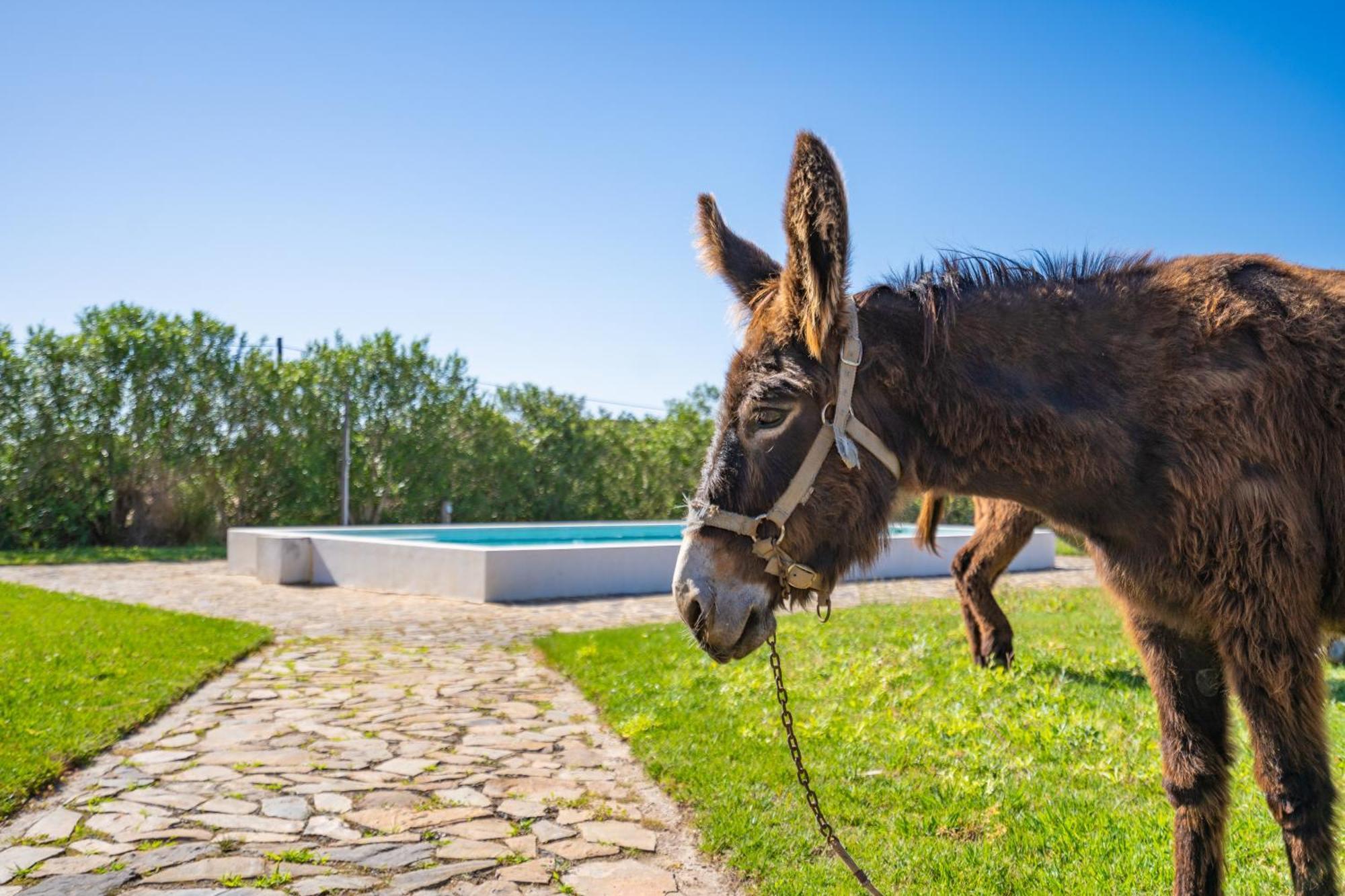 Farm stay Burro Ville